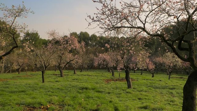 Branches of blooming almond tree with pink flowers on the foreground with alleys of almond trees in bloom at Quinta de los Molinos city park downtown Madrid at Alcala street in early spring.
