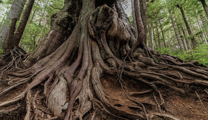 Roots and tronk of a huge Red Cedar tree in Vancouver Island II, North-America, Canada, British Colombia, August 2015