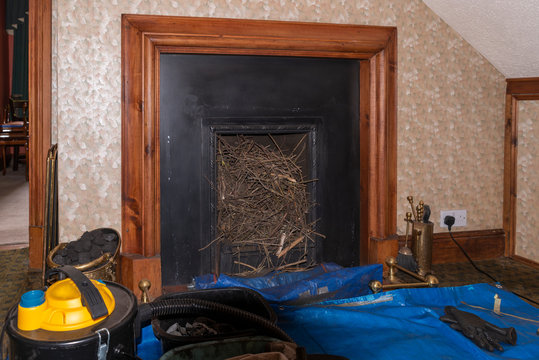 birds nest removal from chimney