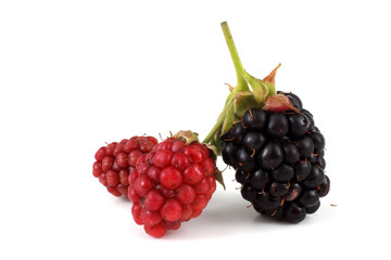 Blackberries