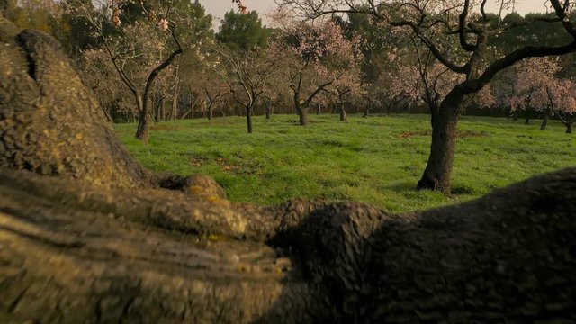 Branches of blooming almond tree with pink flowers on the foreground with alleys of almond trees in bloom at Quinta de los Molinos city park downtown Madrid at Alcala street in early spring.