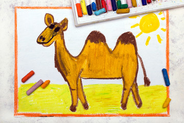Photo of colorful drawing: Cute smiling camel with two humps on back. Bactrian camel.