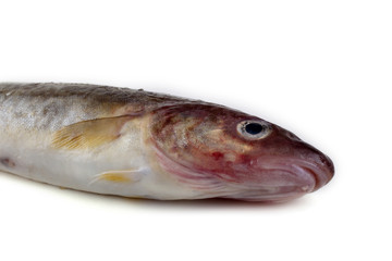 Obraz premium Saffron cod