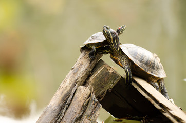 Water turtles resting on the tree stump