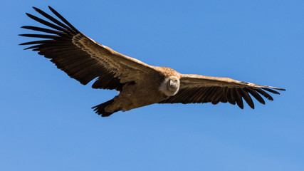 Griffon Vulture in flight at the Cairo Rock, near Remuzat, France