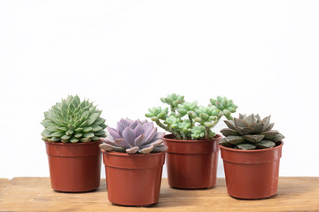 Mix of green and purple succulent plant pots on wood table top white background