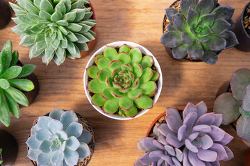Selective focus of mix succulent plant pots top view on wood table top background