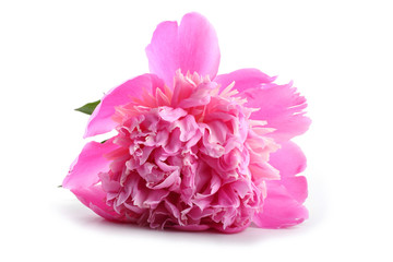 Peony flower