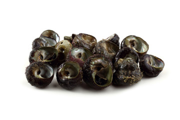 Sea snails