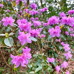 pink flowers in the garden