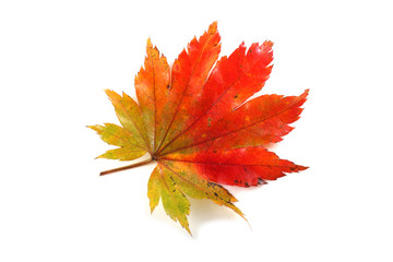 Autumn maple leaf