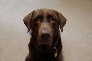 Chocolate color labrador dog