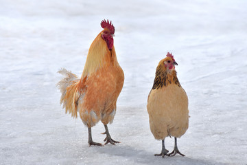 Winter chicken farm.