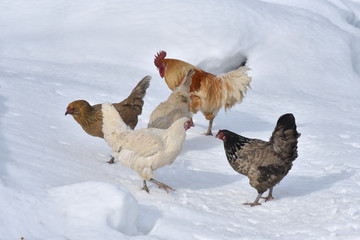 Winter chicken farm.
