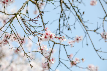 Almond Tree