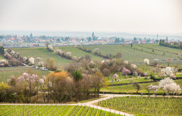 Field with vineyards and trees