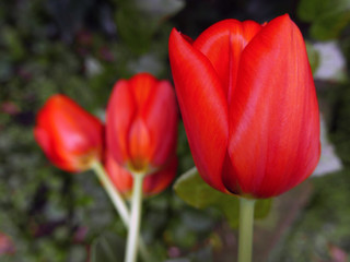 vividi e allegri tulipani con lo sfondo verde del giardino