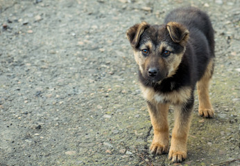 Naklejka na ściany i meble Beautiful abandoned dog. Puppy. Stray dog on the street it looks at the one who will adopt it