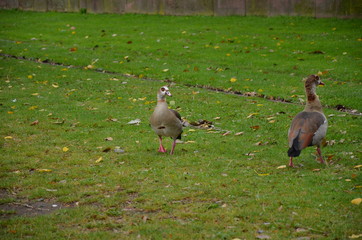 A wild duck at the street of Frankfurt eating grass
