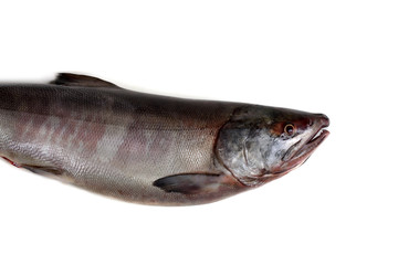 Chum salmon