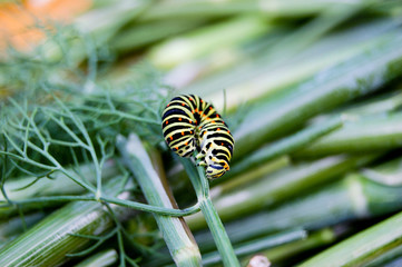 Low angle side view of spurge hawk-moth caterpillar (Hyles euphorbiae)