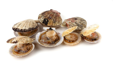 Scallops