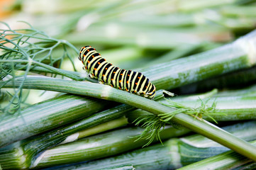 Low angle side view of spurge hawk-moth caterpillar (Hyles euphorbiae)