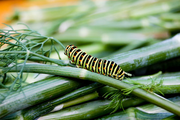 Low angle side view of spurge hawk-moth caterpillar (Hyles euphorbiae)