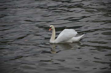Obraz premium Swan in the river Main in Frankfurt, Germany