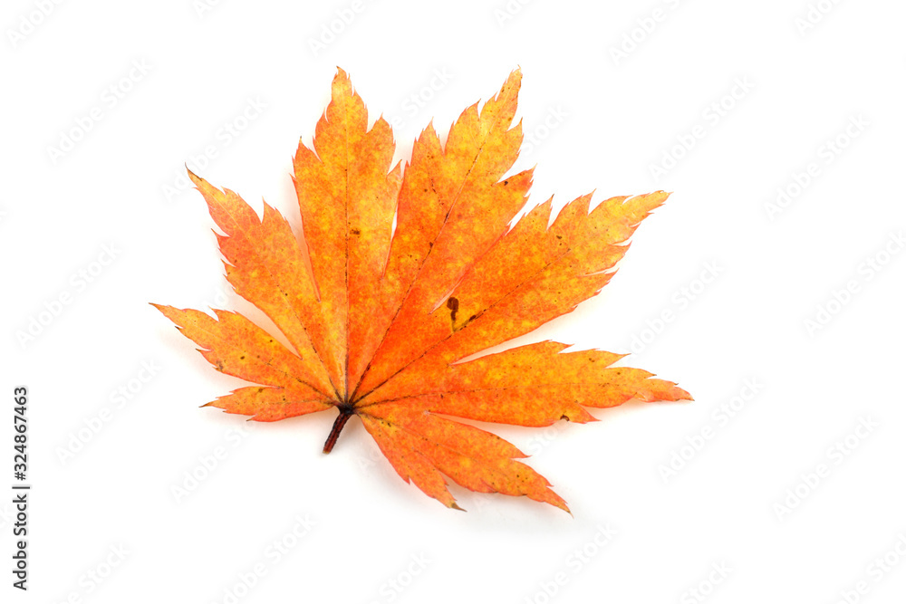 Wall mural autumn maple leaf