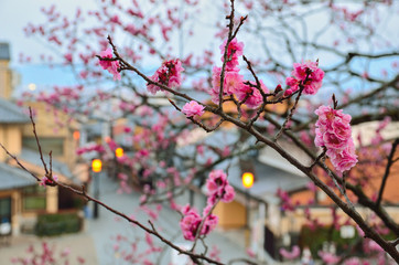梅の花と清水寺参道