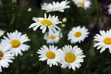 Obraz premium wildflowers
