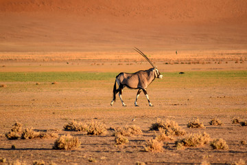 Antilope