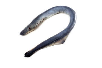Lamprey fish. Vampire.