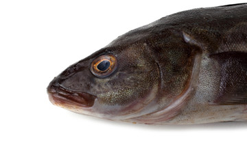 Sea bass isolated on white