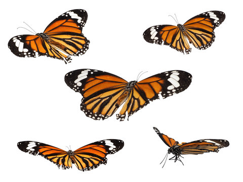 Closeup of butterfly in different flying actions with isolated white background.