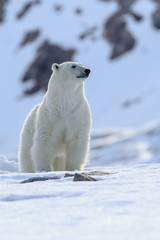 Polar Bear (Ursus maritimus) Spitsbergen North Ocean