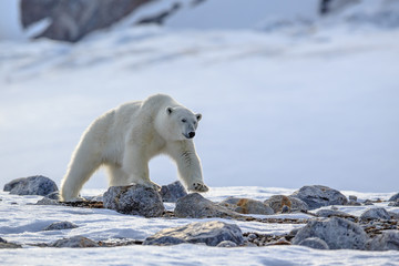 Naklejka na ściany i meble Polar Bear (Ursus maritimus) Spitsbergen North Ocean