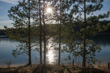 Obraz premium sunrise in the forest