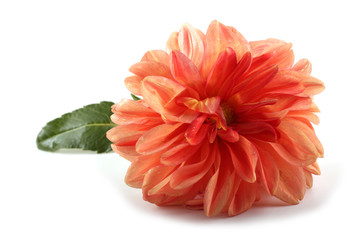 Dahlia flower