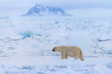 Polar Bear (Ursus maritimus) Spitsbergen North Ocean