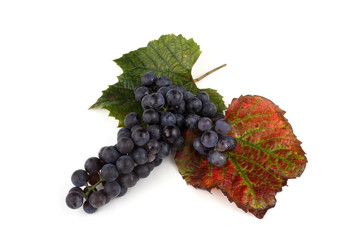 Black wine grape on autumn leaf