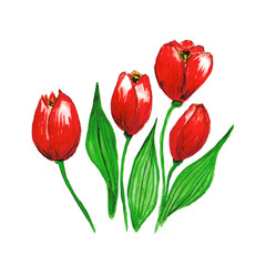 Beautiful set of bright red tulips. Hand drawn high quality watercolor illustration on white. Good for creative design and decorative works.