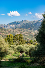 Fototapeta na wymiar Olive grove in Collesano Italy