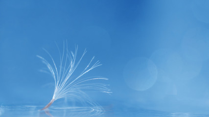 Dandelion umbrella close-up on a classic blue background. Macro photo. Trendy minimalistic banner. The concept of spring, summer. Copyspace.