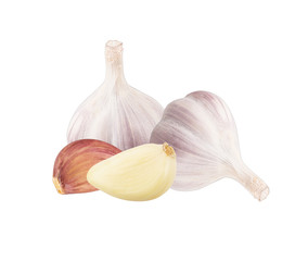 Garlic isolated on white background with clipping path
