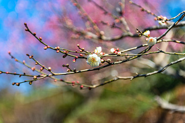 中山梅林の梅の花が開花しました