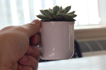 hand holding flower in pot