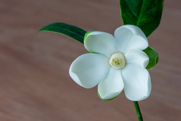 White magnolia flower on brown wooden. © suwanb