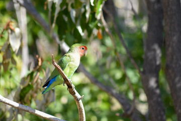 bunte Vögel